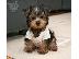 PoulaTo: Adorable Yorkie (Yorkshire Terrier) Pups! 80euro